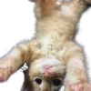 👋