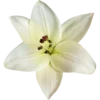 🌸