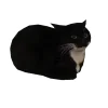 🐱