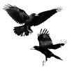 🐦‍⬛
