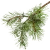 🌲