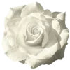 🌹