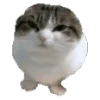 🫨