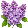 🌸