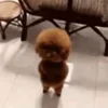🕺