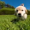 🐶