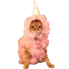 🐈