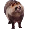 🦝