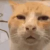 🐱