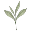 🌿