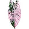 🍁