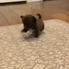 🐶