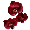 🌹