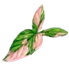 🍃