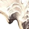 🤩