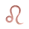 ♌️