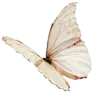 🦋