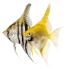 🐠
