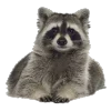 🦝