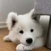 🐶