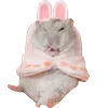 🐹