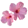 🌸
