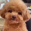 Собачки — Telegram emoji pack