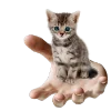 🐈