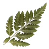 🌿