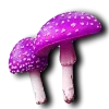 🍄