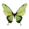 🦋