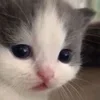 🥺