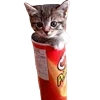 🐈