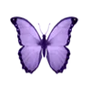 🦋