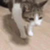 🐱