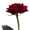 🥀