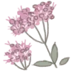 🌷