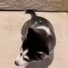 🥹