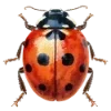 🐞