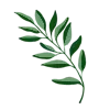 🍃