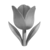 🌷
