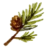 🌲