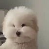 🤩