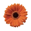 🌼