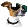 🐶