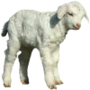 🐑