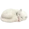🐱