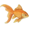 🐟