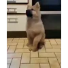 🕺