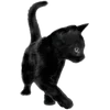 🐈‍⬛